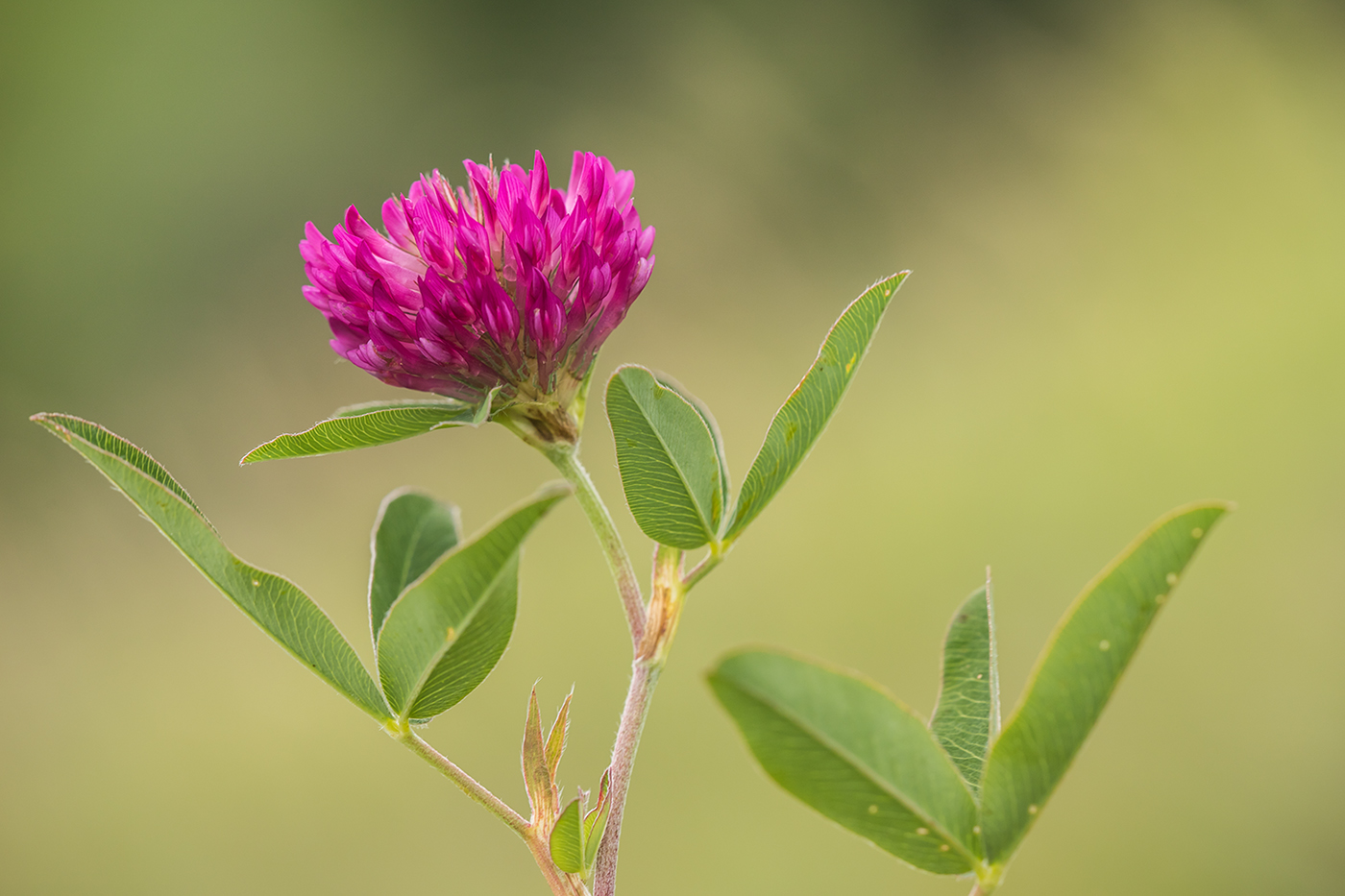 Image of Trifolium alpestre specimen.