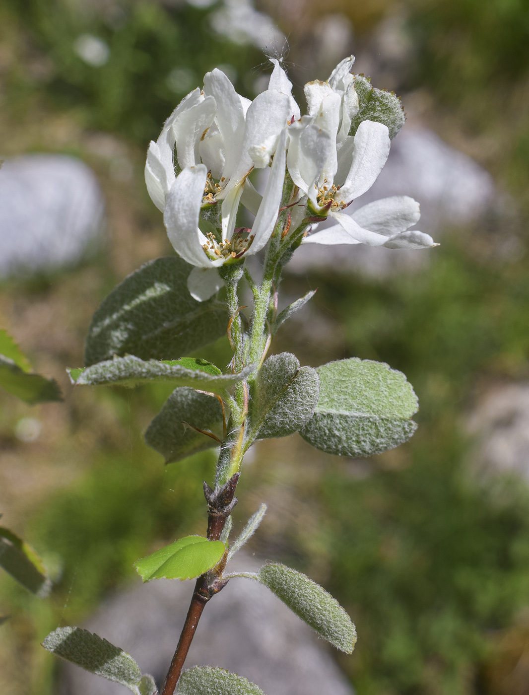 Изображение особи Amelanchier ovalis.
