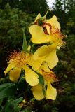 Hypericum ascyron. Верхушка соцветия (цветки 10-11 см в диаметре). Хабаровский край, окр. г. Комсомольск-на-Амуре, зарастающий разнотравный луг, в кольце Rosa amblyotis. 07.08.2025.