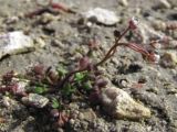 Hymenolobus procumbens. Цветущее и плодоносящее растение. Крым, Севастополь, бух. Камышовая. 3 апреля 2011 г.