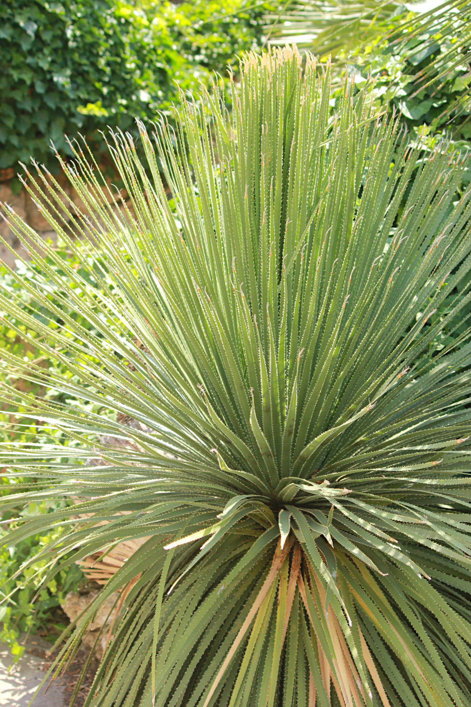 Изображение особи Dasylirion serratifolium.