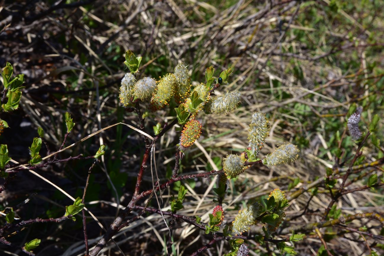 Image of genus Salix specimen.