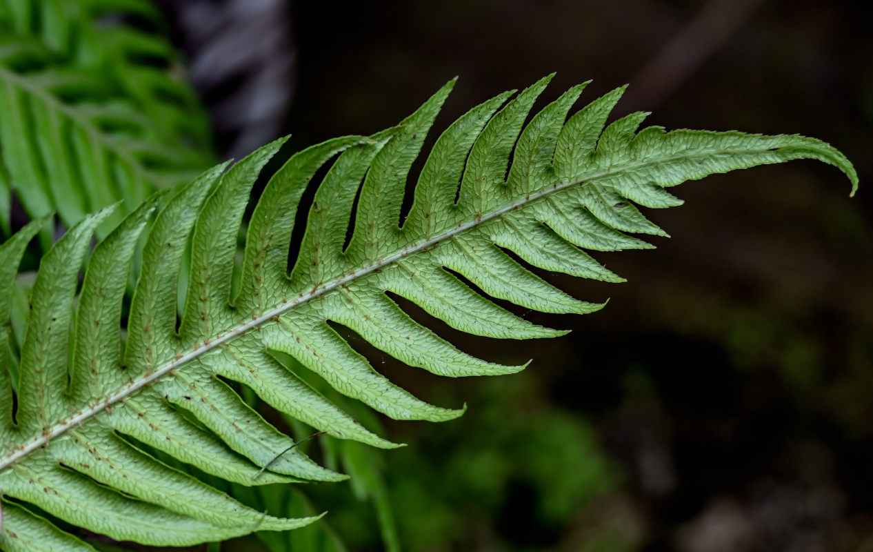 Image of Woodwardia radicans specimen.