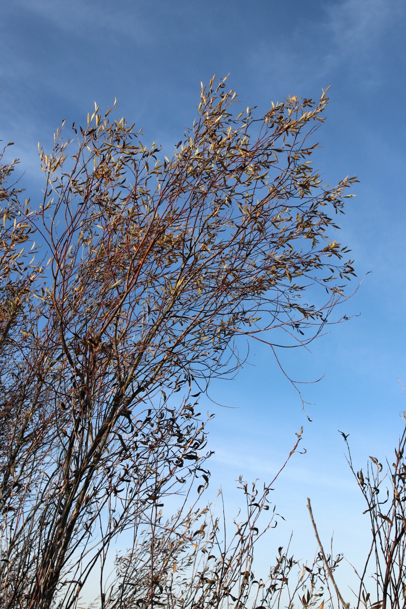 Image of Salix acutifolia specimen.