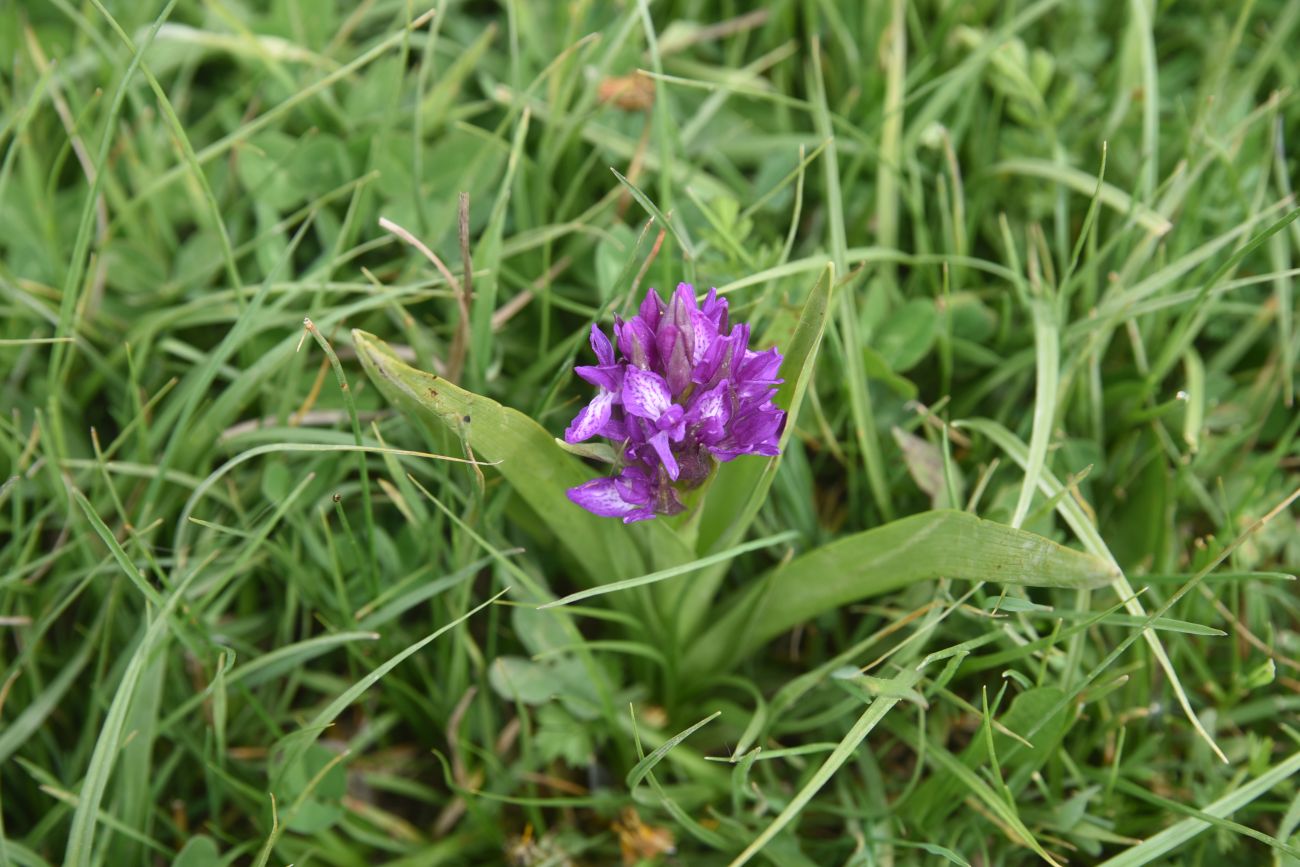Изображение особи род Dactylorhiza.