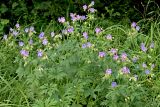 Geranium pratense. Цветущее растение. Белгородская обл., Ракитянский р-н, южная окраина хут. Петровский, дол. р. Ворсклица, балка Ротькин Лог, подошва склона северной экспозиции. 26 июня 2021 г.