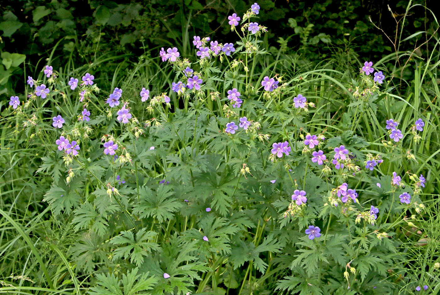 Image of Geranium pratense specimen.
