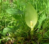 Arum italicum