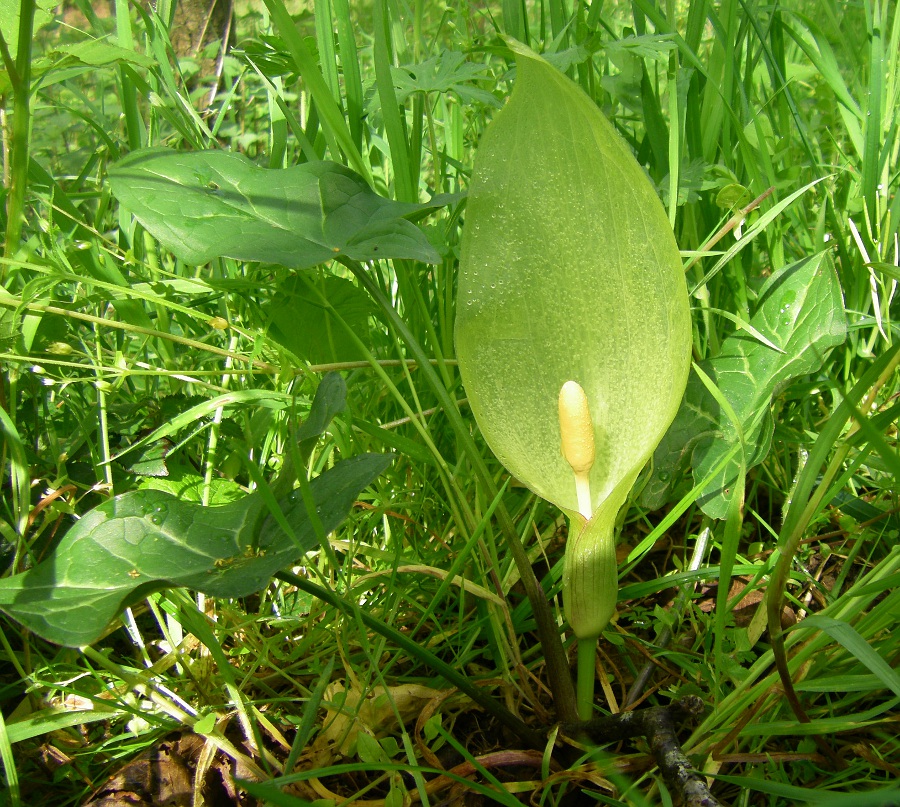 Image of Arum italicum specimen.