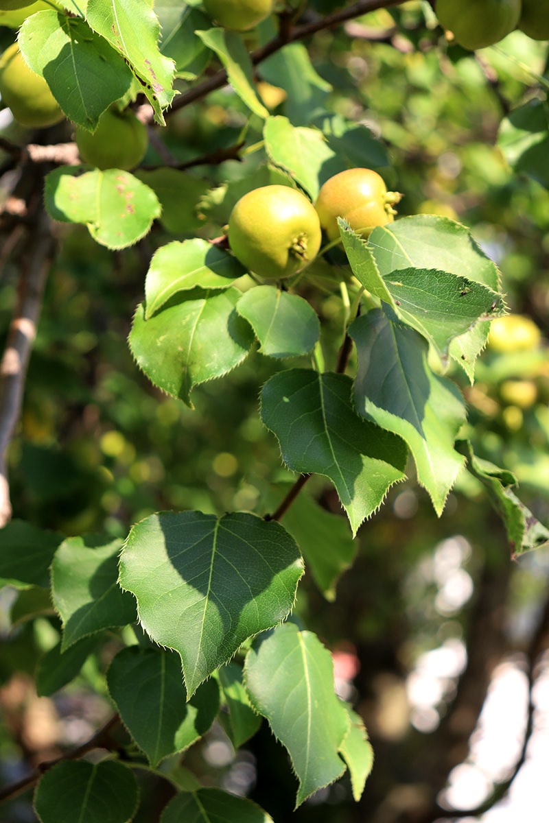 Изображение особи Pyrus ussuriensis.
