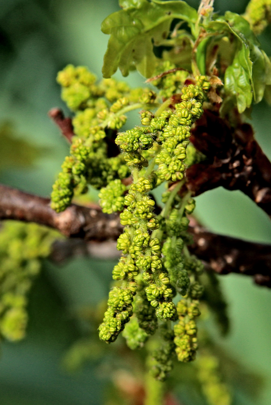 Image of Quercus robur specimen.