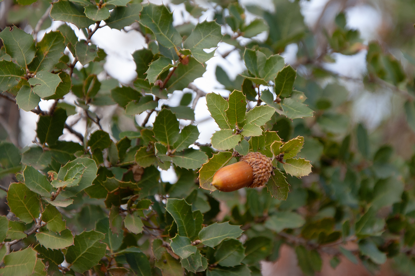 Изображение особи Quercus coccifera.