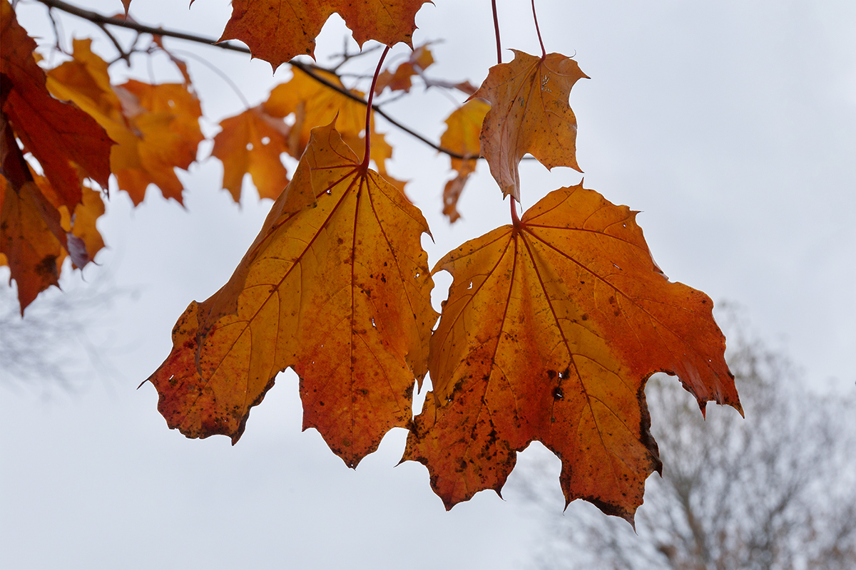 Image of Acer platanoides specimen.
