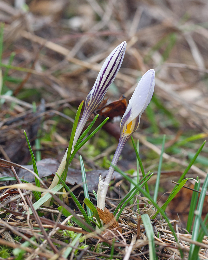 Изображение особи Crocus reticulatus.