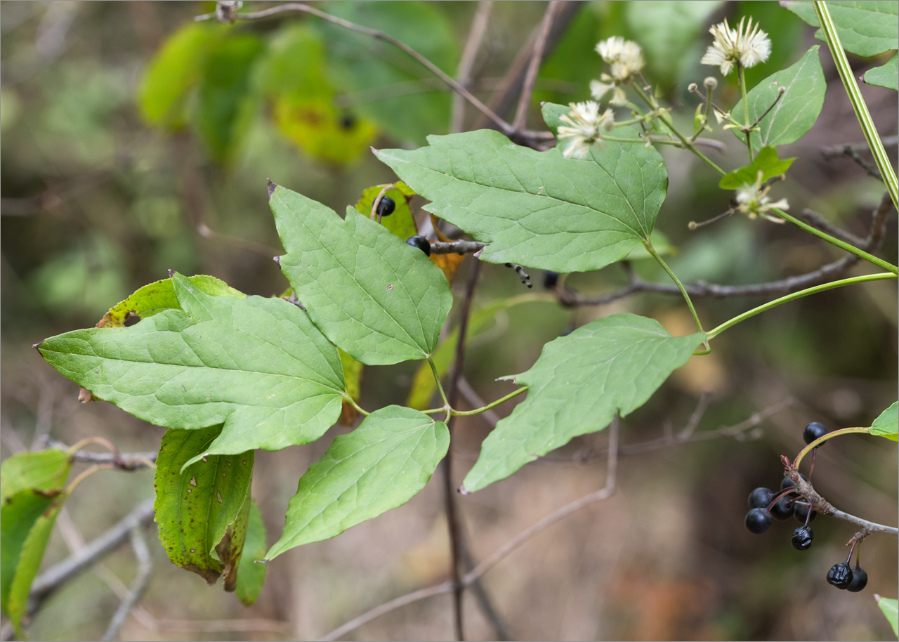 Изображение особи род Clematis.