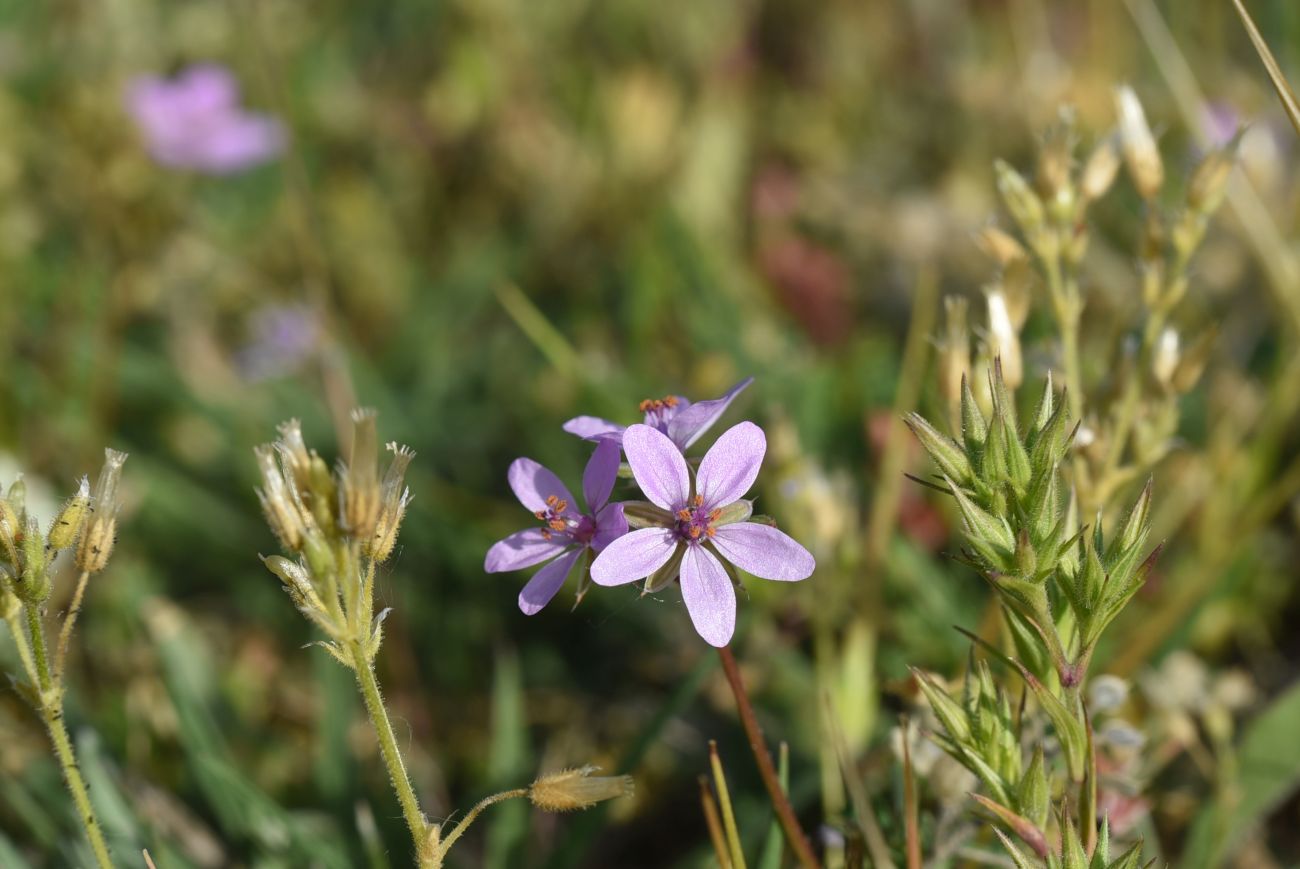 Изображение особи род Erodium.