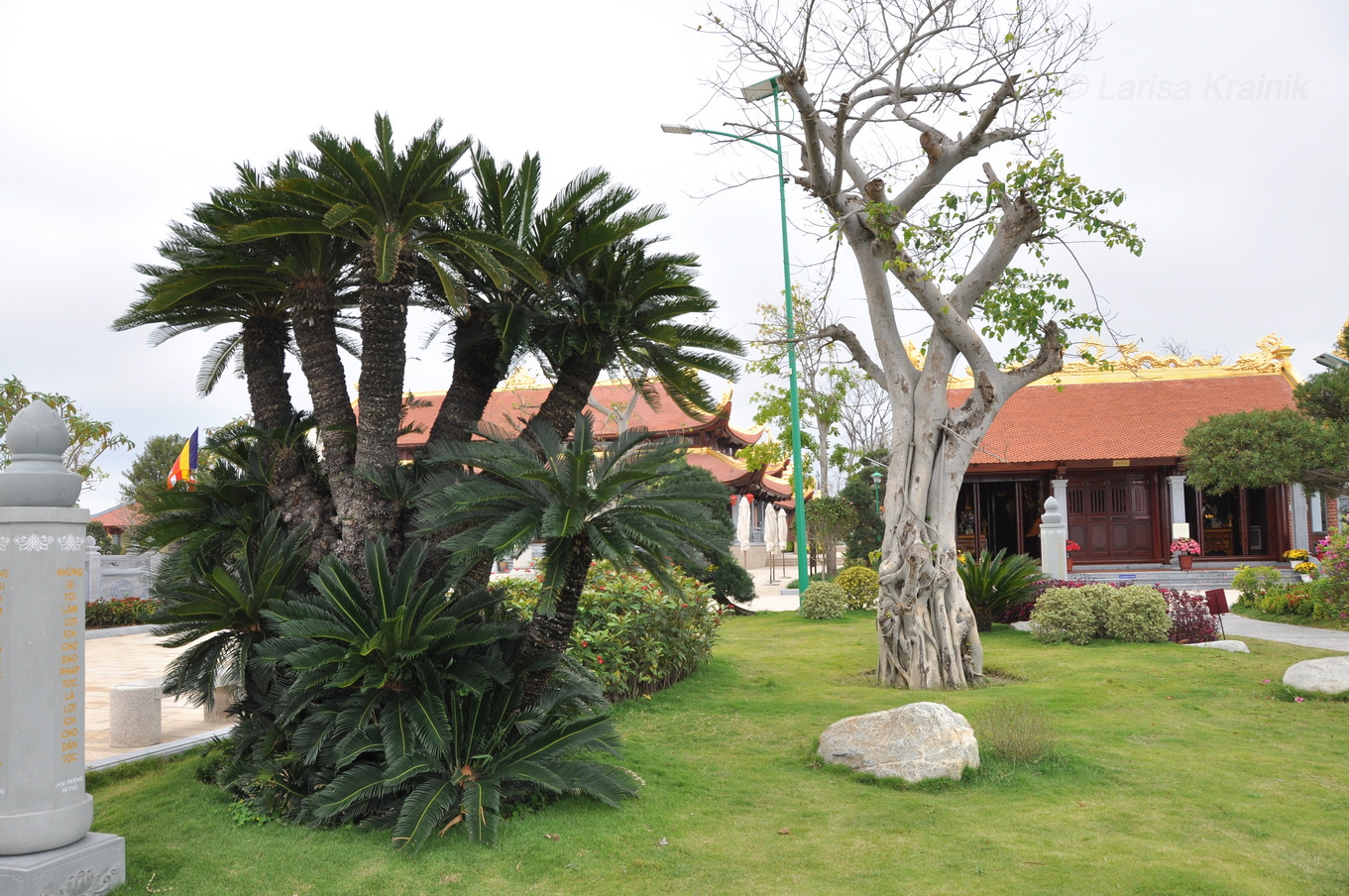 Image of Cycas revoluta specimen.