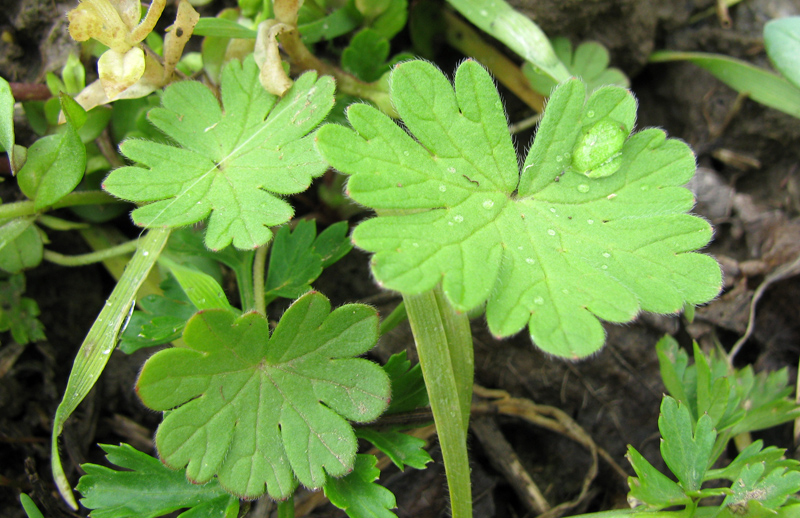 Image of Geranium pusillum specimen.