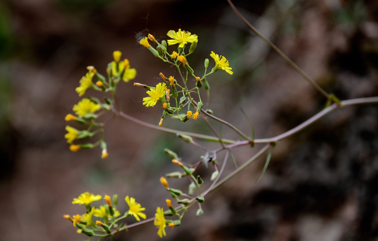 Изображение особи род Youngia.