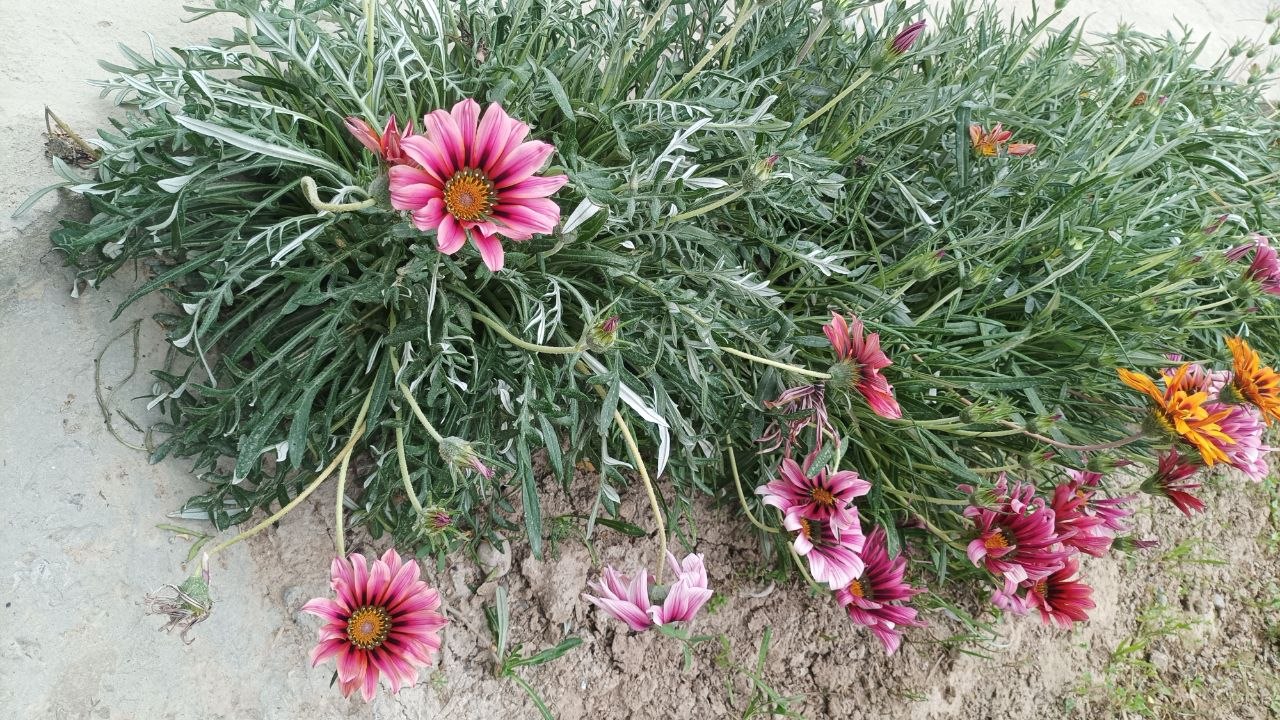 Image of genus Gazania specimen.