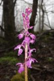 Orchis mascula. Соцветие. Краснодарский край, м/о город-курорт Геленджик, хр. Коцехур, широколиственный лес. 2 мая 2026 г.