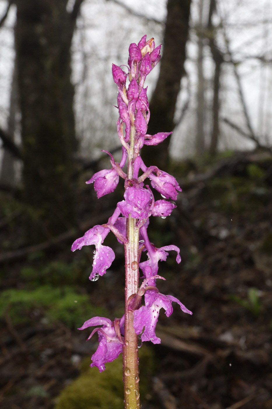 Изображение особи Orchis mascula.