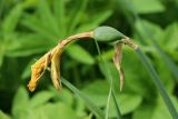 Narcissus pseudonarcissus. Незрелый плод с усохшим околоцветником и прицветным листом. Ленинградская обл., Ломоносовский р-н, дер. Дубки, дачный участок, в культуре. 17.05.2026.
