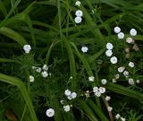 Achillea ptarmica. Цветущие веточки (махровая форма) среди линейных листьев других растений. Московская обл., г. Подольск, цветник. 08.08.2025.