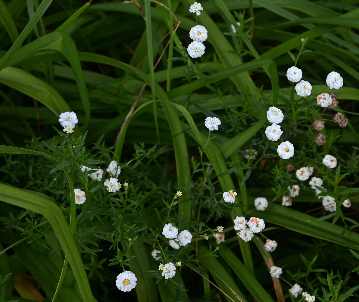 Изображение особи Achillea ptarmica.