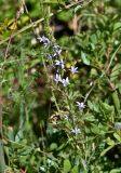 Campanula rapunculus. Соцветие. Португалия, округ Бежа, дол. р. Рибейра ду Торгал, опушка лиственного леса. 04.06.2026.