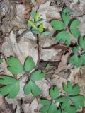 Corydalis intermedia