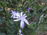 Cicerbita plumieri