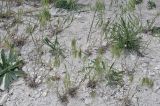 семейство Poaceae