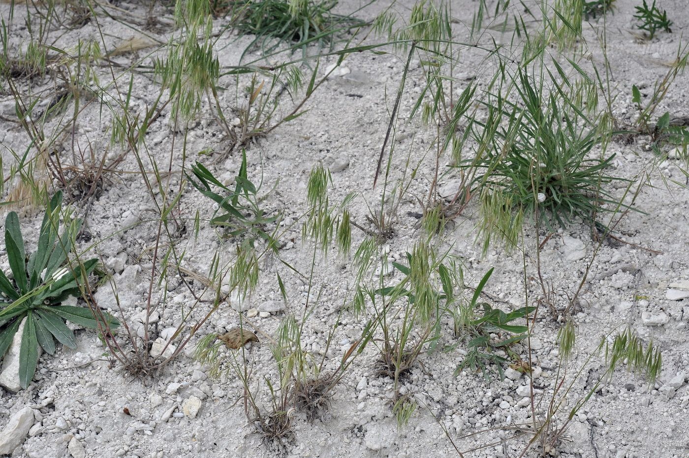 Image of familia Poaceae specimen.