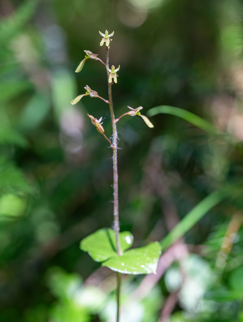 Image of Listera nipponica specimen.