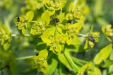 род Euphorbia. Часть соцветия с кормящимися жуками. Татарстан, окр. с. Камское Устье, дол. р. Волга, опушка смешанного леса (с преобладанием Pinus и Betula) у края скошенного поля, разнотравно-злаковый луг. 01.06.2026.