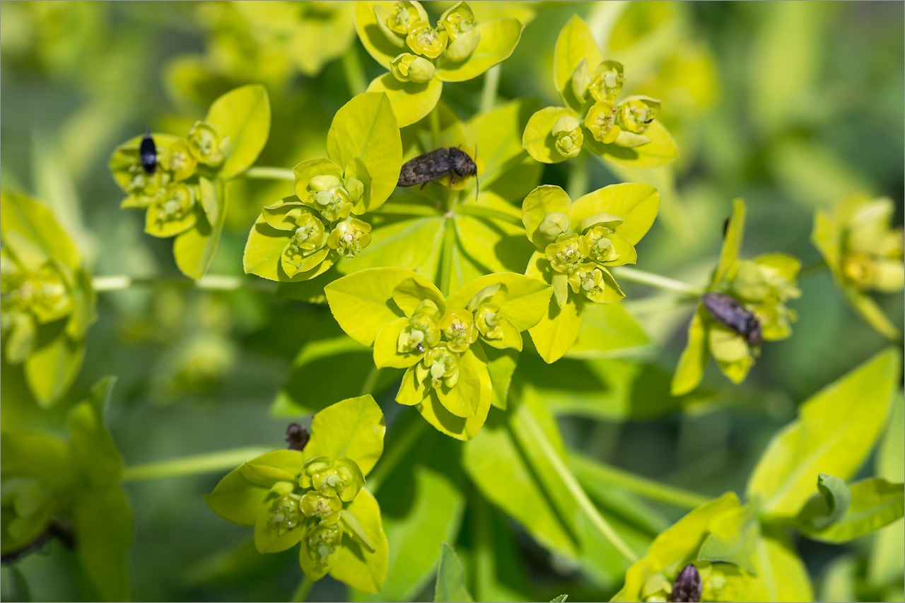 Image of genus Euphorbia specimen.