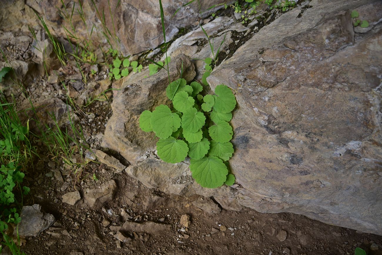 Image of Unknown species specimen.
