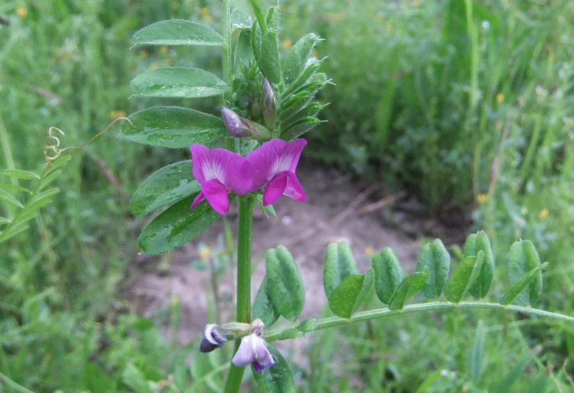 Изображение особи Vicia sativa.