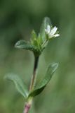 Cerastium holosteoides