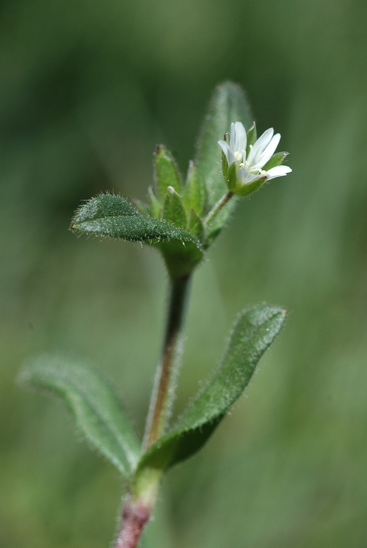 Изображение особи Cerastium holosteoides.