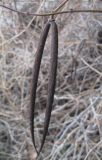 Image of taxon representative. Author is Владислав Григоренко