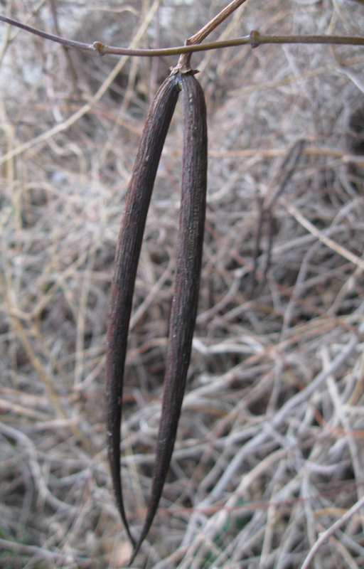 Image of Periploca graeca specimen.