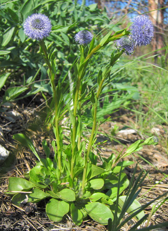 Image of Globularia bisnagarica specimen.