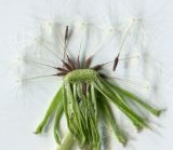 род Taraxacum