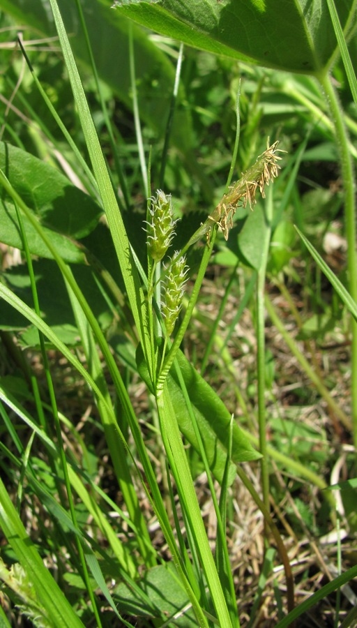 Image of Carex pallescens specimen.