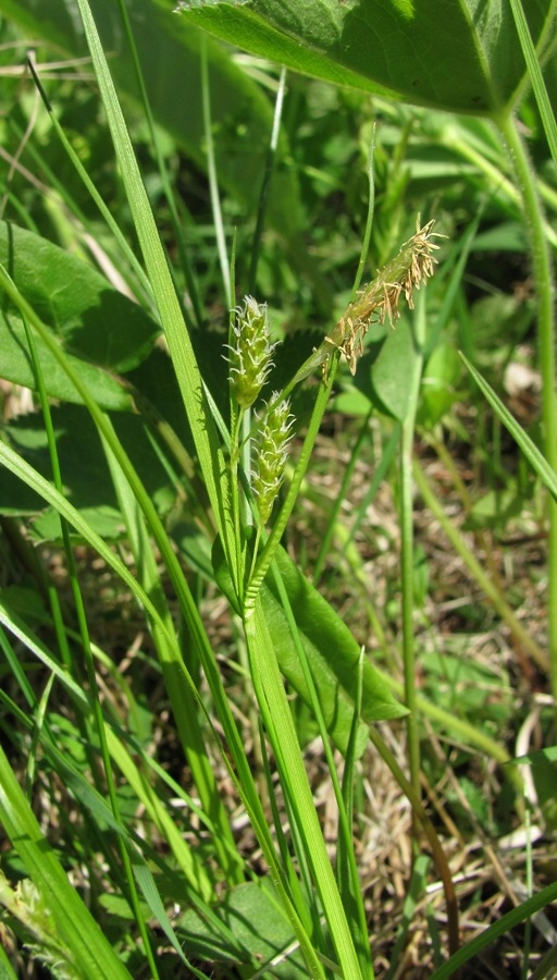 Изображение особи Carex pallescens.