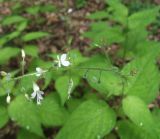 Circaea lutetiana