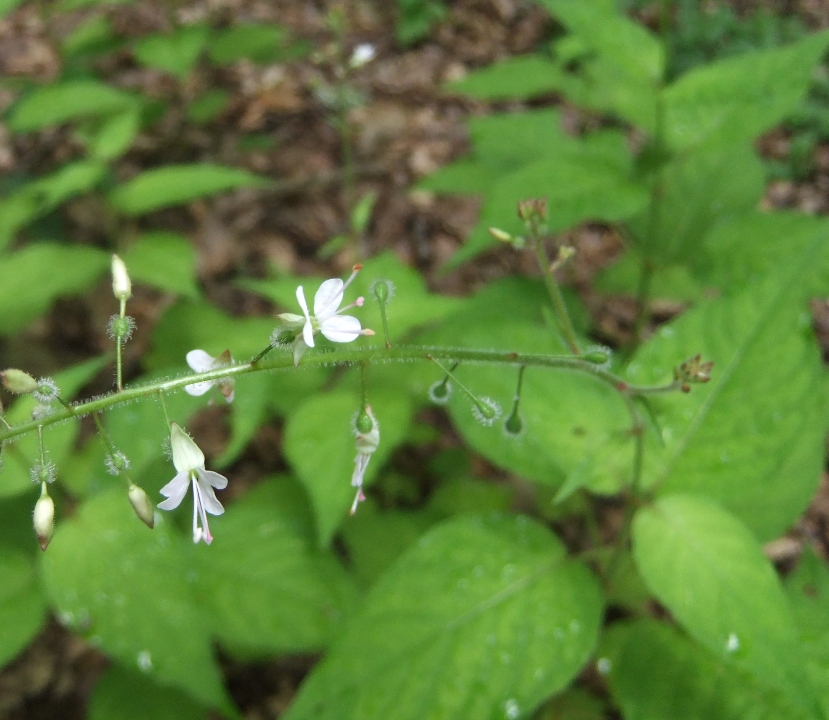 Изображение особи Circaea lutetiana.