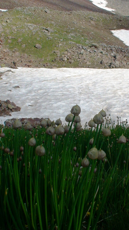 Image of Allium schoenoprasum specimen.